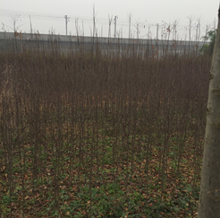 ���^(q��)����������������漰��174��375�K�؉K�ϷNֲ����ľ��ֲ�M�u��