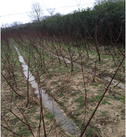 ���^(q��)�����塢��������漰��174��375�K�؉K�ϷNֲ����ľ��ֲ�M�u��